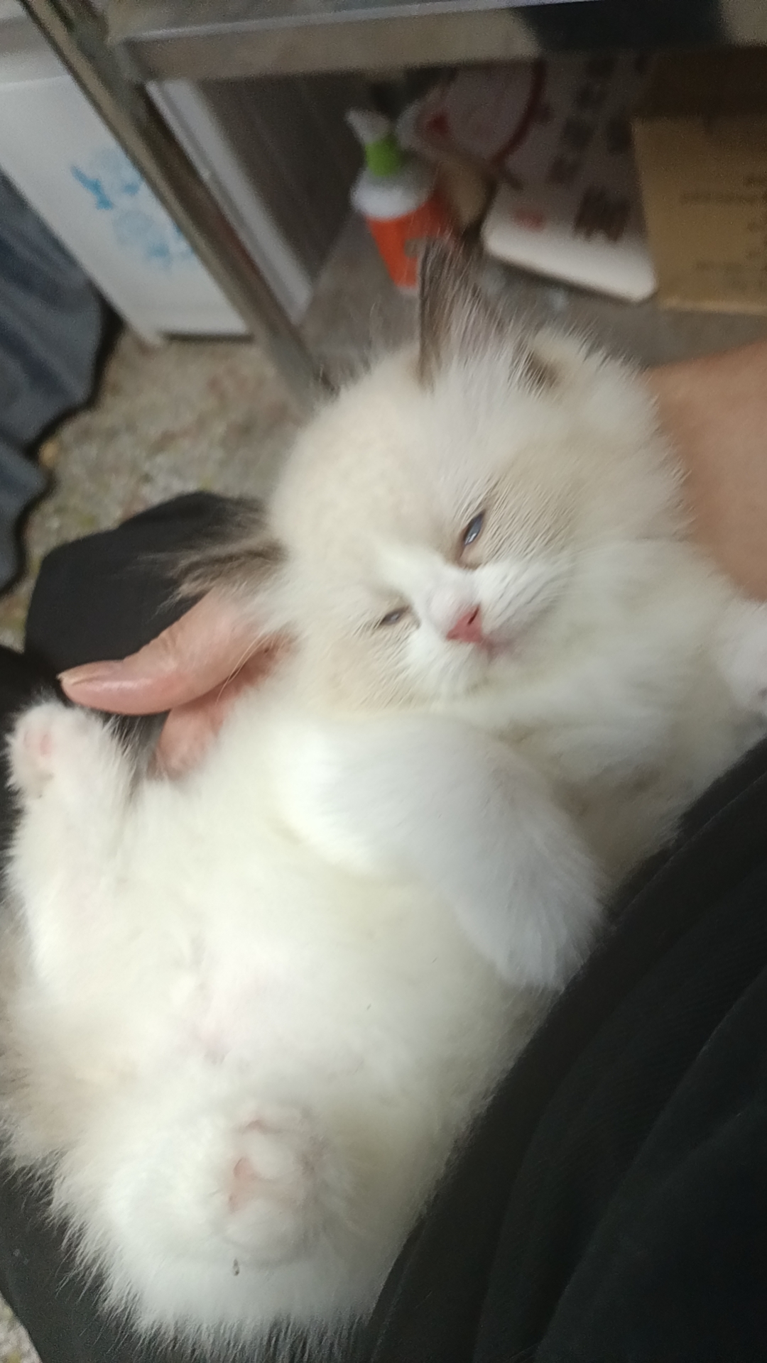 可以随便撸的布偶妹妹找主人，新脸版哦